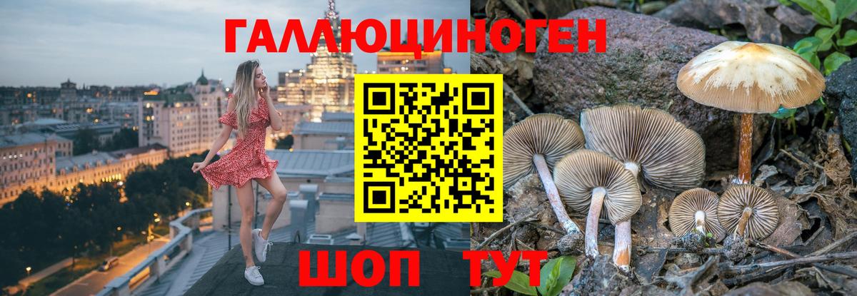 Галлюциногенные грибы Psilocybe  где найти   Новодвинск  Вход с VPN 